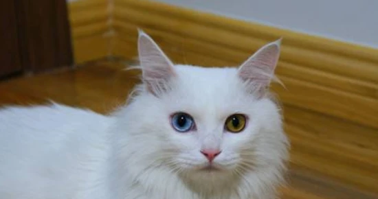 Can cats eat lychees?