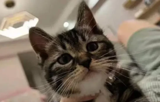 Can cats eat steamed buns?