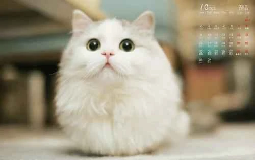 How often should adult cats be vaccinated?