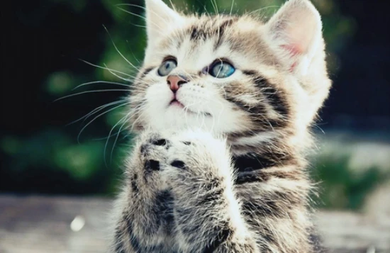 Why do cats never learn no matter how much you hit them?