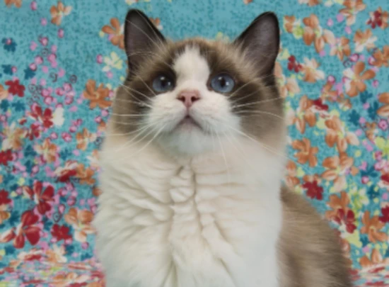 Is it okay for a cat to go hungry for a day?