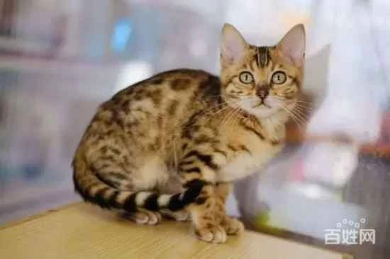 Black spots on the edge of the cat's lower lip