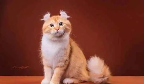 Why doesn't anyone eat cat meat?