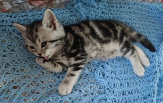 You can tell a cat's health by its sleeping position; this posture indicates discomfort!