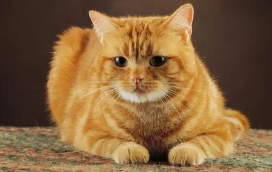 Why do cats not want to get wet?