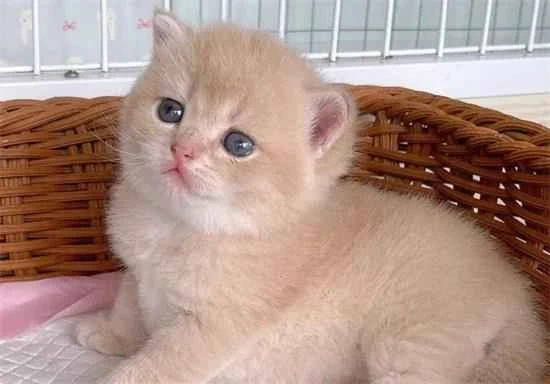 What are the blood types in cats?