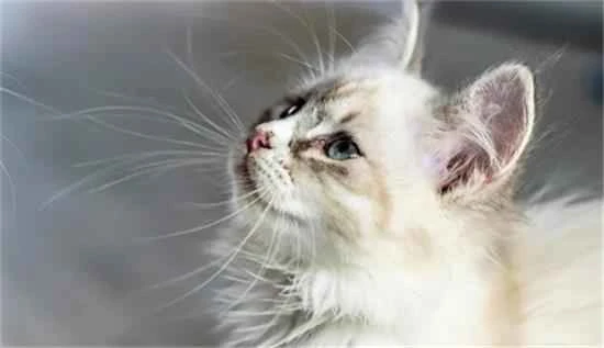 At what age do cats begin to age?