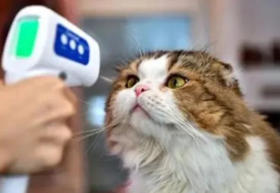 What is a cat's normal body temperature in °C?