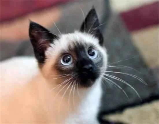 Why do cats like to smell catnip?