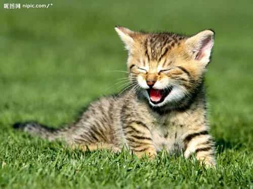 What should you pay attention to when raising a cat?