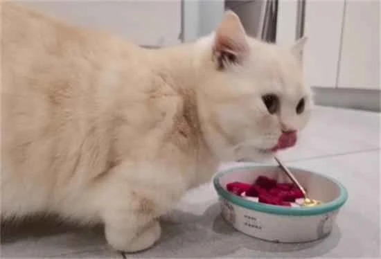 Can cats eat dragon fruit?
