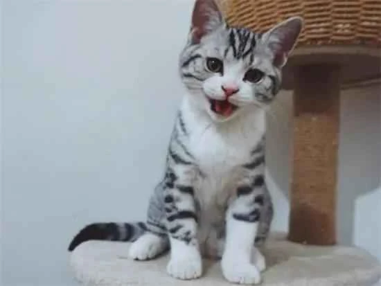 Is it okay to let cats roam freely during the day and keep them in cages at night?