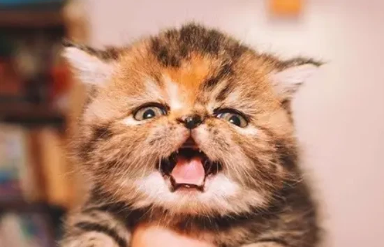 猫咪也会有创伤后应激障碍吗？