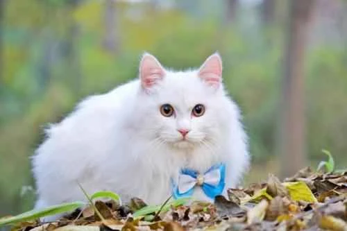 Is a cat being picky about food because it's sick? How can you tell if a cat is sick?