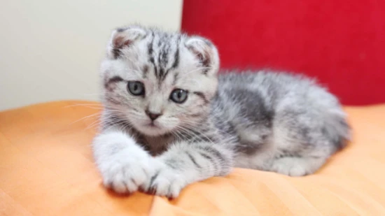 What are the advantages and disadvantages of Scottish Fold cats?