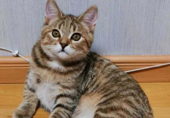 What to do if a kitten has fleas?