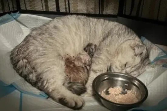 What color is amniotic fluid in cats?