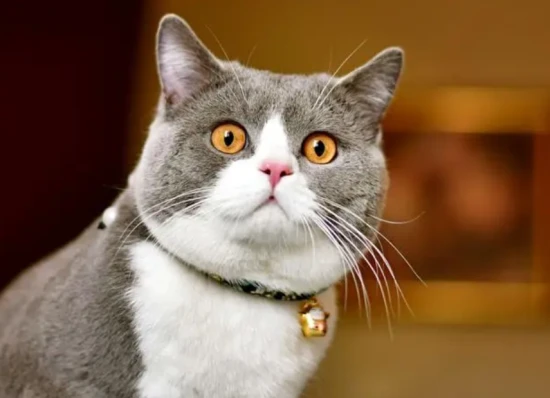 The cat kept making low, gurgling sounds from its throat.