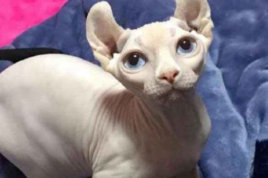 Sphynx cat personality traits