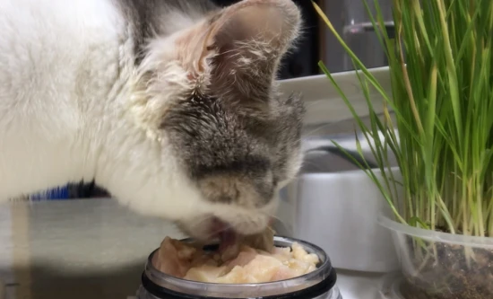 Can cats eat chicken breast?