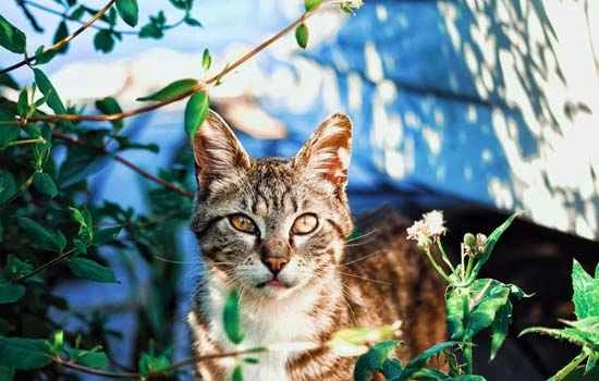 Why do cats like to smell catnip?