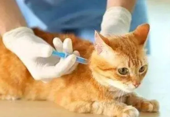 When should cats be vaccinated?