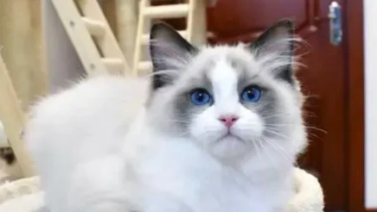 What causes the fur on a Ragdoll cat's back to become stiff?
