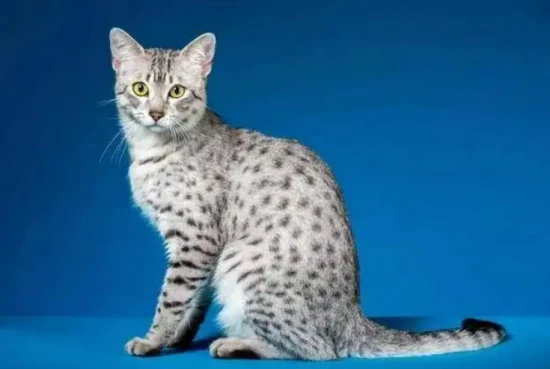 What are the personality traits of Egyptian Mau cats?