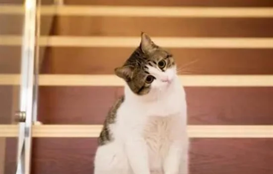 Can a cat be bathed before getting a vaccination? It depends on the situation.