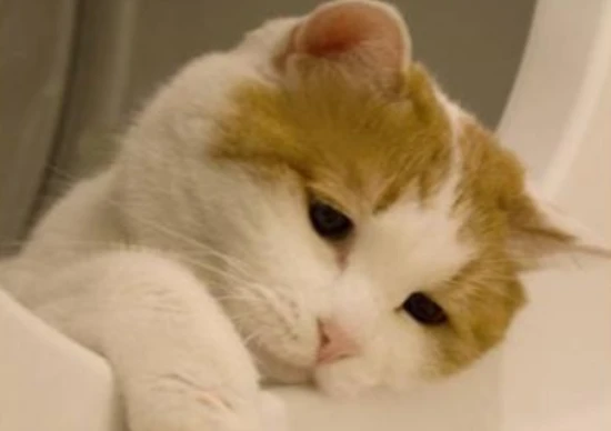 A cat will starve to death if it doesn't eat for a few days.