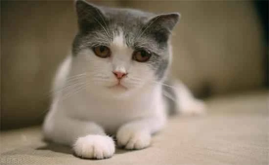 Will a cat with ringworm experience itching?