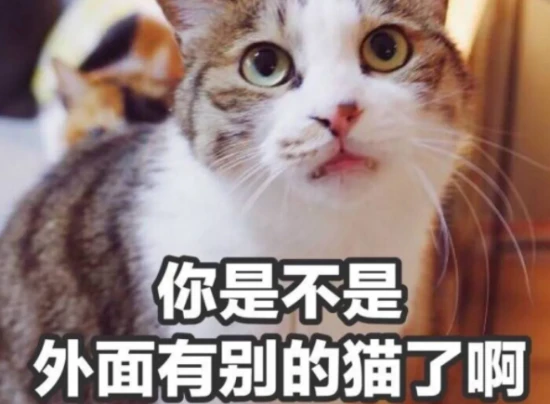 Six cat breeds that are "more loyal than dogs," are beautiful, and easy to care for.