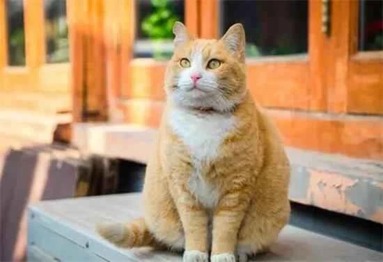 What should I do if my short-haired cat doesn't like taking baths?