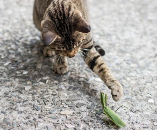 Is mugwort harmful to cats?