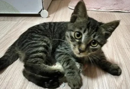 Is it healthy for cats to eat homemade cat food long-term?