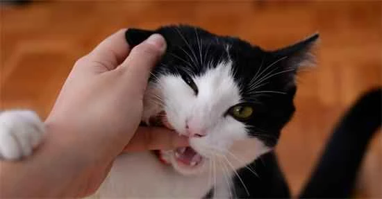 What should I do if my cat bites me and I bleed?