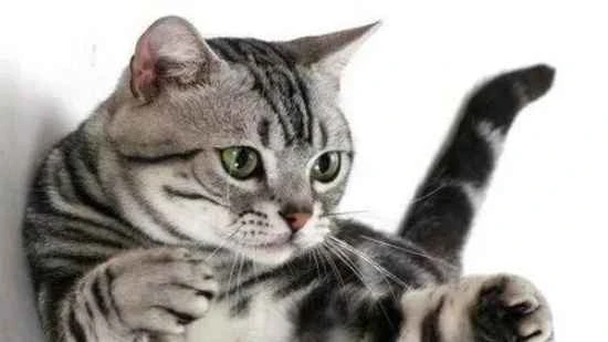 Why is the cat trembling?