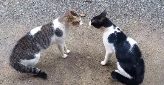 What does it mean when two cats howl at each other?