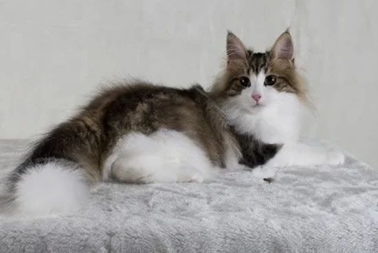 How to repel mosquitoes in summer for cat-owning families