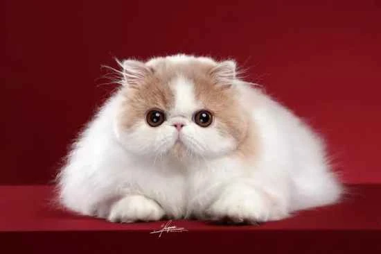 Why don't cats like water?