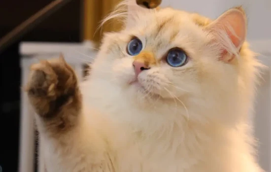 What are those black flakes falling from a cat's body? Are they dirt or a skin disease?