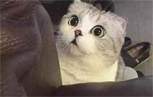 Why do cats keep scratching their ears? Ear mites are a likely cause.