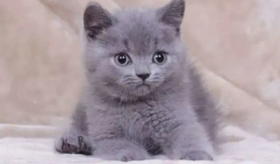 Do cats like to go out and play?