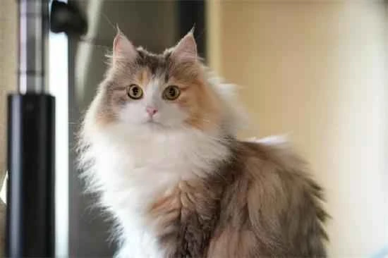 Do you also have the misconception that cats don't get fleas in winter?