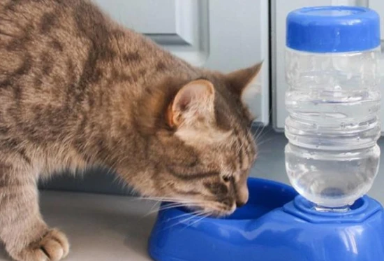 Can cats drink mineral water?