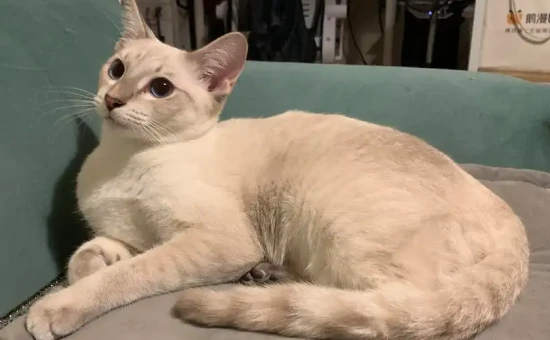 Should I get my cat's fur trimmed?