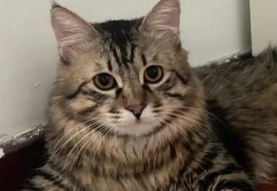 How to remove cat urine odor