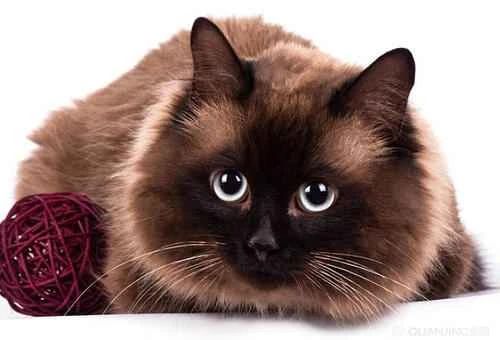 When do cats exhibit stress responses?