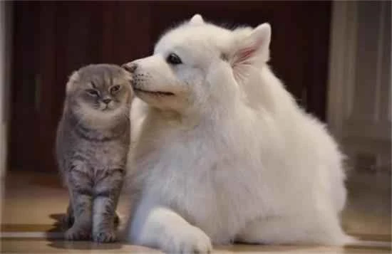 Which is better for treating depression: cats or dogs?