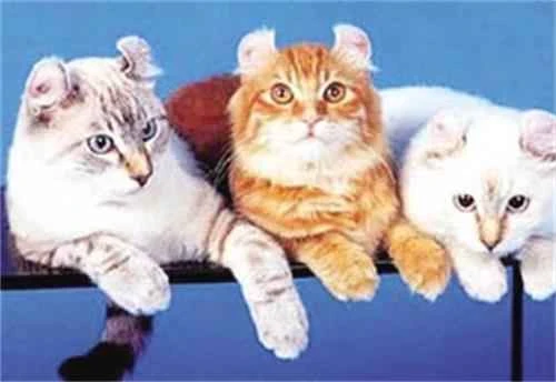 Do you know why a cat's mouth turns yellow?